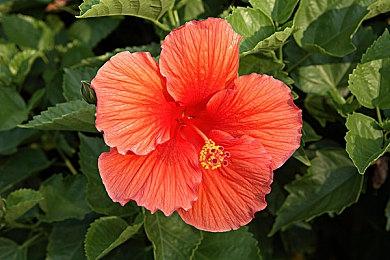 视觉小说《AIR》Steam商店页面 3月5日发售